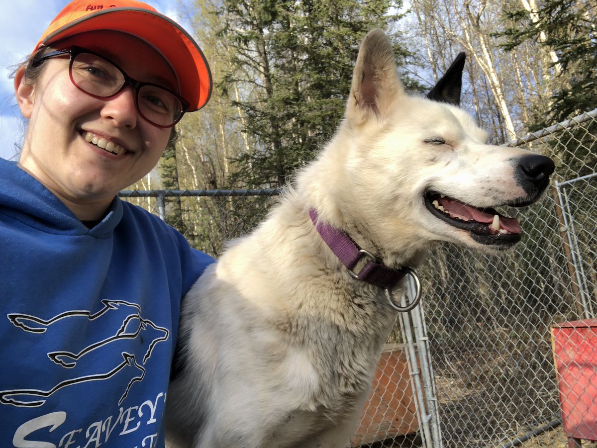 Frygga is in heat, so I moved her into the pen with Fusion (hoping she’ll throw Fusion into heat too!). Supervised playtime for a bit to make sure they wouldn’t fight, but all they want is momma loving! #sleddogs #getsleducated #sleddogsoftwitter #mushertwitter #dogs #females