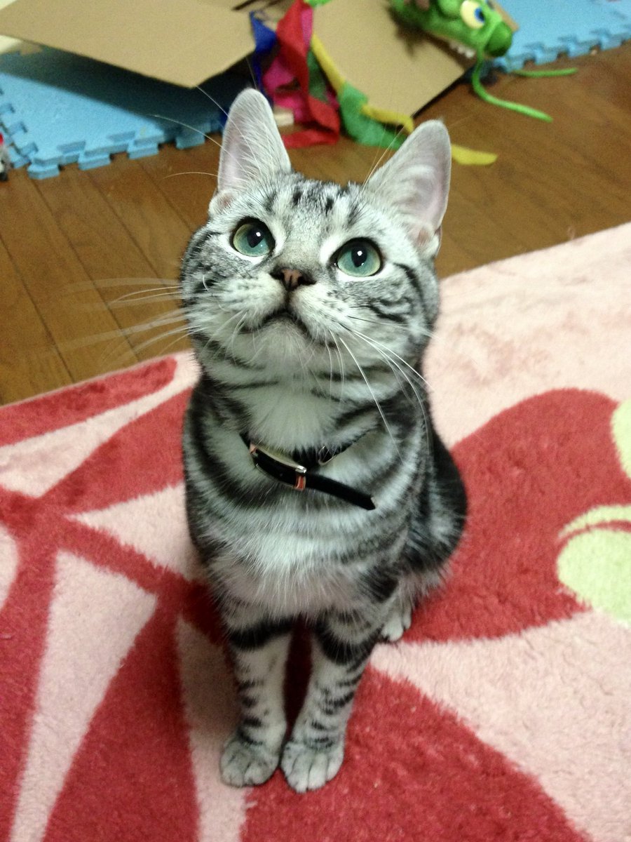 まころん様　お知らせあり ころん『パパ。ママ。いつもありがとう。』【すとぷり文字起こし