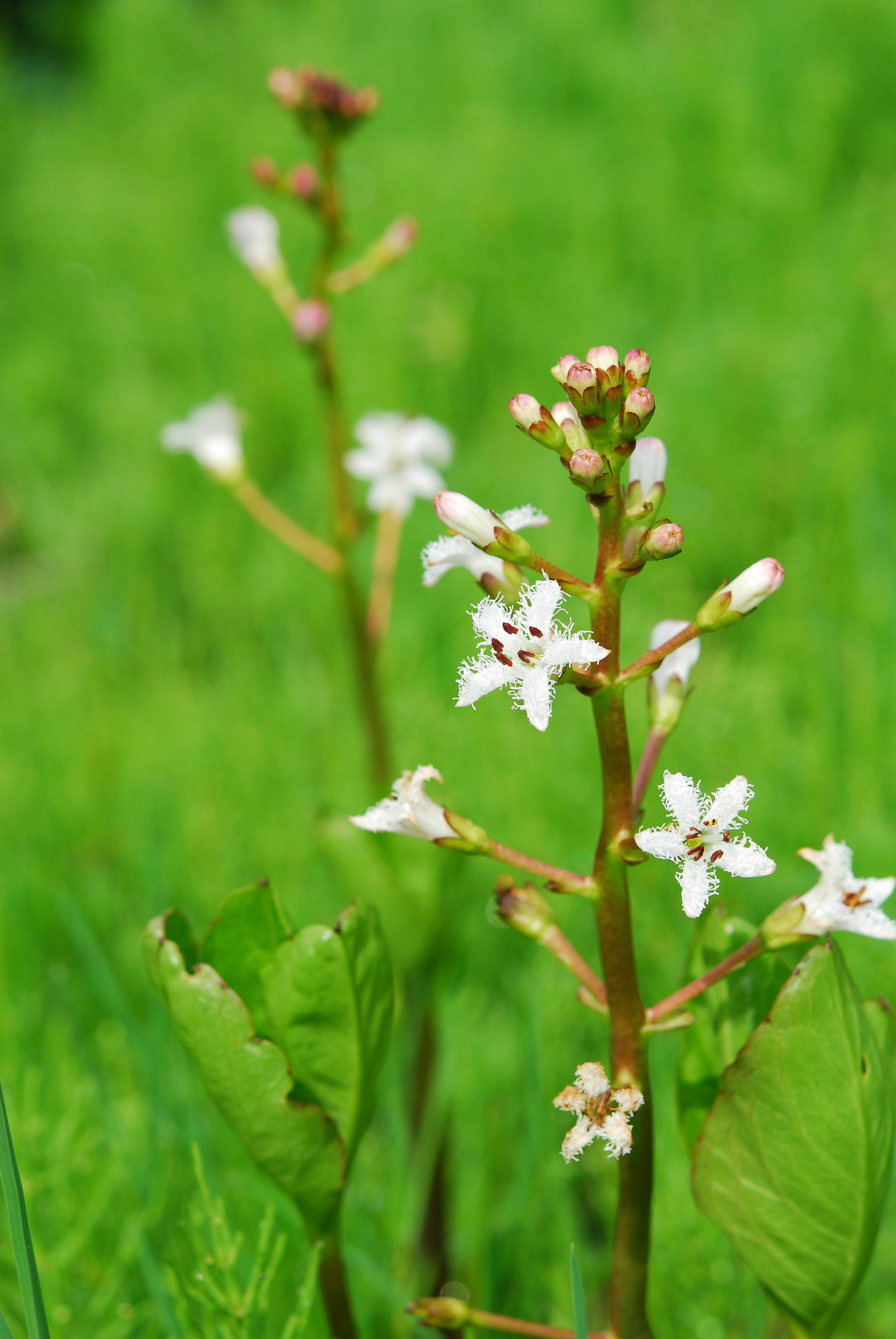 六甲高山植物園 水辺の植物も鮮やかです 白い花はミツガシワの花 湿地や沼に生えます 近くで見ると花びらに細かい毛が生えてます ピンクの花はクリンソウ 日本のサクラソウで最大の種です 咲き始め T Co Fhsfc6n3uo Twitter