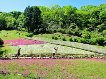 関西の芝桜の名所スポット5つ 見頃の時期やアクセスを詳しく紹介