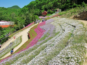 関西の芝桜の名所スポット5つ 見頃の時期やアクセスを詳しく紹介
