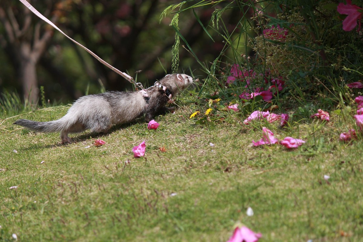 とまと すもも あゆむ はじめてのお散歩 はじめての地面 はじめての植物に興味津々 フェレット Ferret Ferrets うちの子かわいい うちの子可愛い イタチんぽ いたちんぽ フェレんぽ こどもいたちの日 子供の日 こどもの日