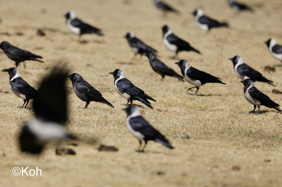 日本人からしたら、凄い光景。