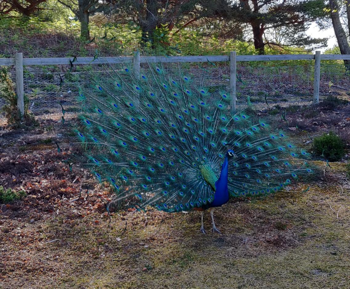 We had a visitor at breakfast this morning. 
#UK24WSJ #wsj2019 #worldscoutjamboree