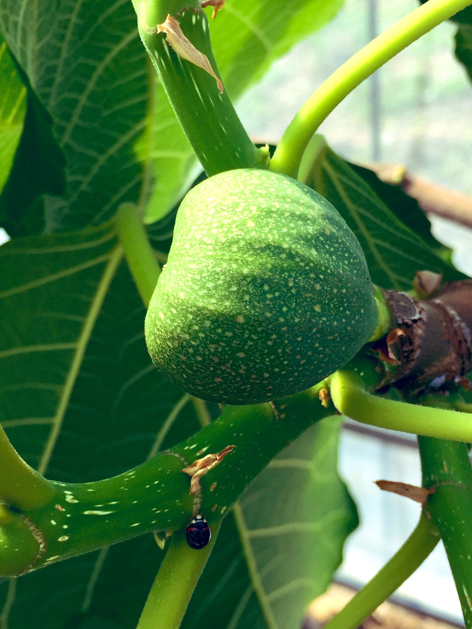 野菜工房おおた ベジブベーカリー店主 イチジク イチジクを漢字で書くと 無花果 となります 花が無いと思ってしまいますが 花は身の中に隠されています 実はイチジクを割ると見える赤いツブツブの部分が花になります 普段私たちが食べている部分