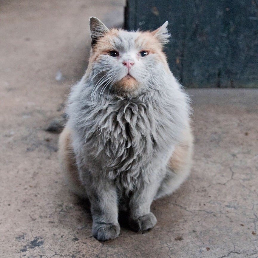 catmeow93's tweet photo. #cat #catlovers #CatsOfTwitter #CathyDoll #CathydollLovebycathydollseason2 #CatGrad19 #Meow #MeowMoe https://t.co/784HZkMEsO