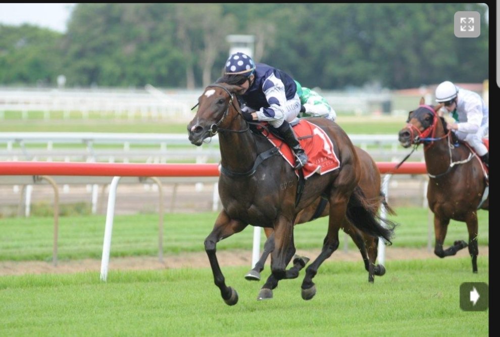 Deezey77's tweet photo. SUPERFLY (Rock of Gibraltar x Allez France) a 2yr old winner of the Widden Stakes,joins GALLINARI and SHES A FOXY LADY to our broodmare band https://t.co/UW488TvHIU