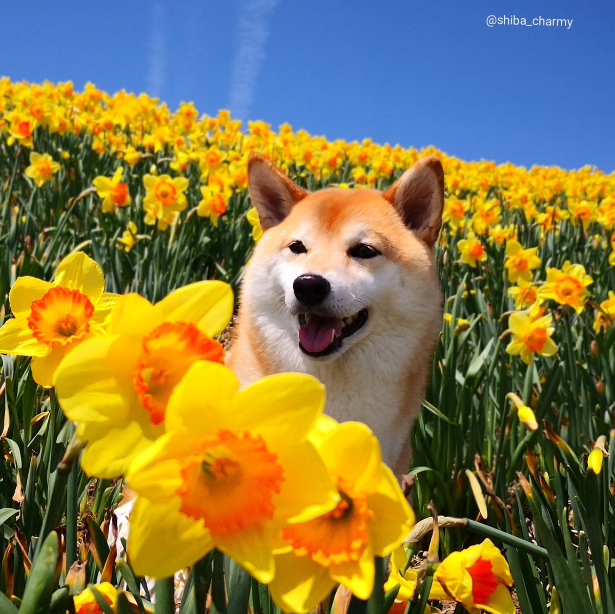 柴犬チャーミー בטוויטר 琵琶湖バレイに行って来ました 30万球のスイセンがとってもキレイ スイセンの丘 びわ湖バレイ 柴犬 Shibadog