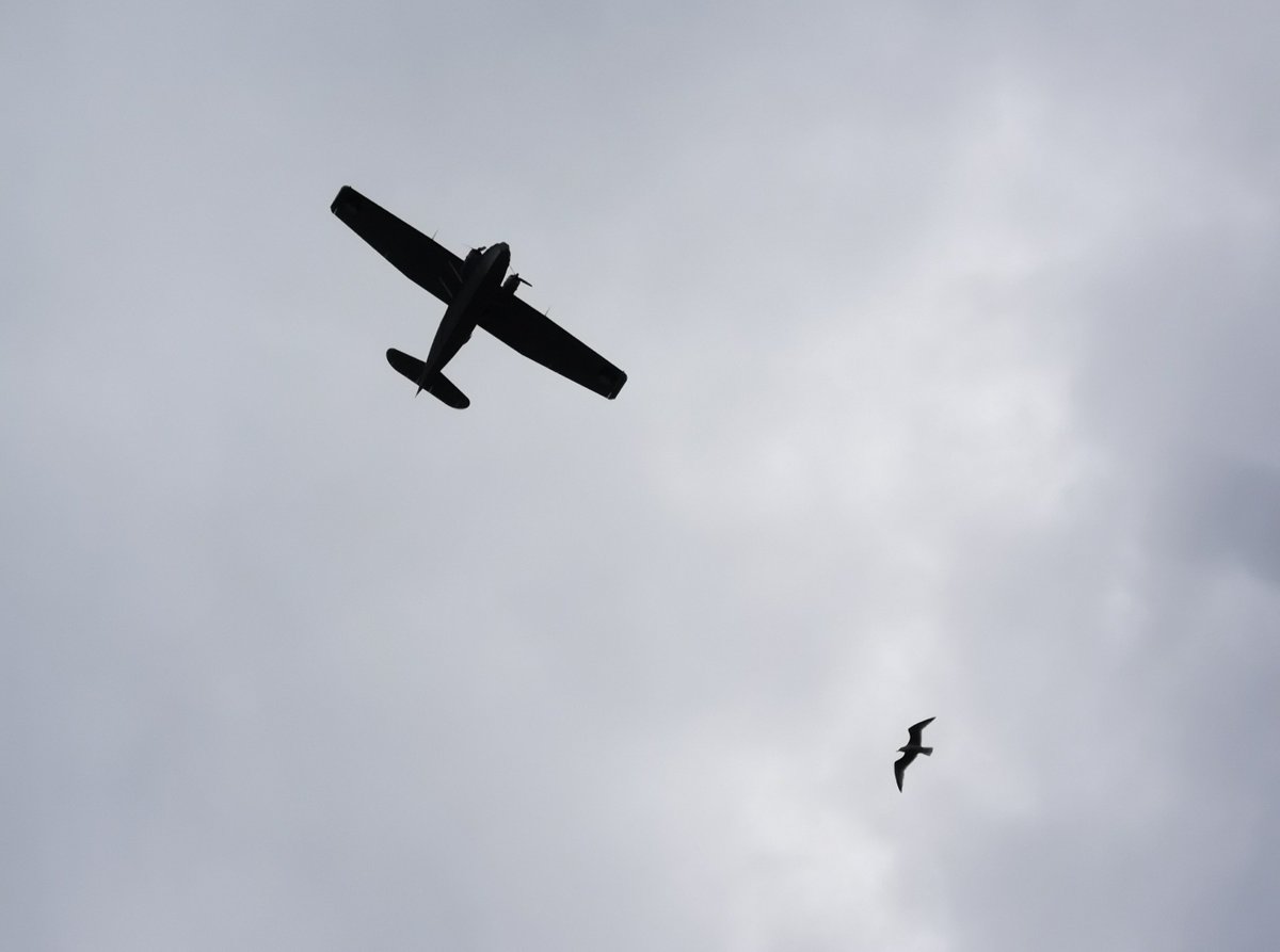 MarkVos's tweet image. Catalina PH-PBY en meeuw boven Amsterdam