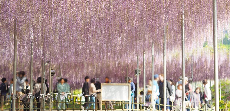 Tokyo__Trip's tweet photo. Wisteria festival at Ashikaga Flower Park (あしかがフラワーパーク)
https://t.co/QNgqOs0y7D

photo report of Wisteria festival at Ashikaga Flower Park !
The best time of wisteria is continuing !
#AshikagaFlowerPark #WisteriaFestival https://t.co/0JO3SKoDXO