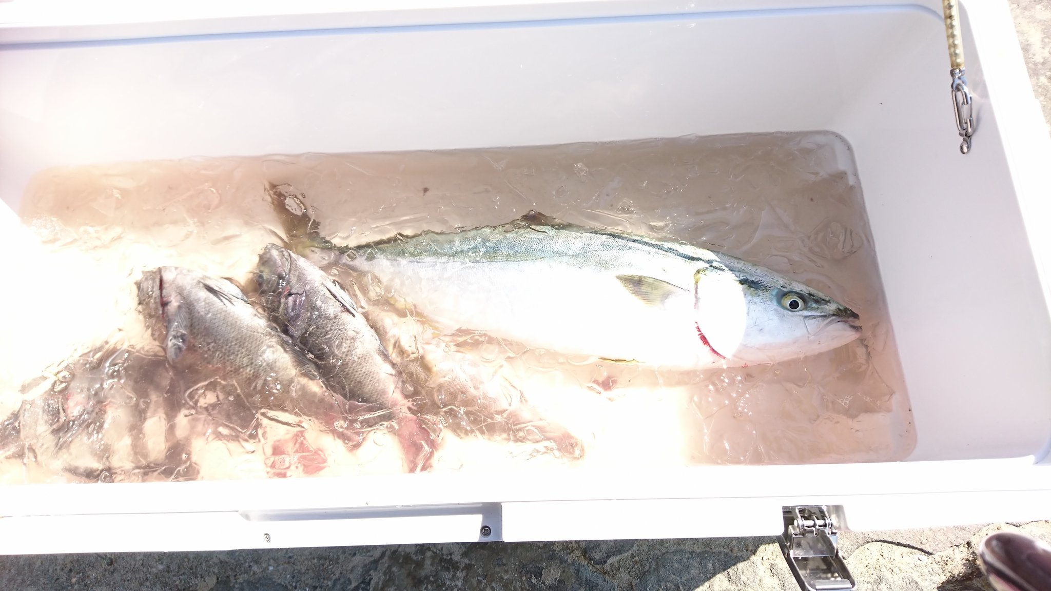 東道院 迦倶羅(獣耳時々魚類) on Twitter
