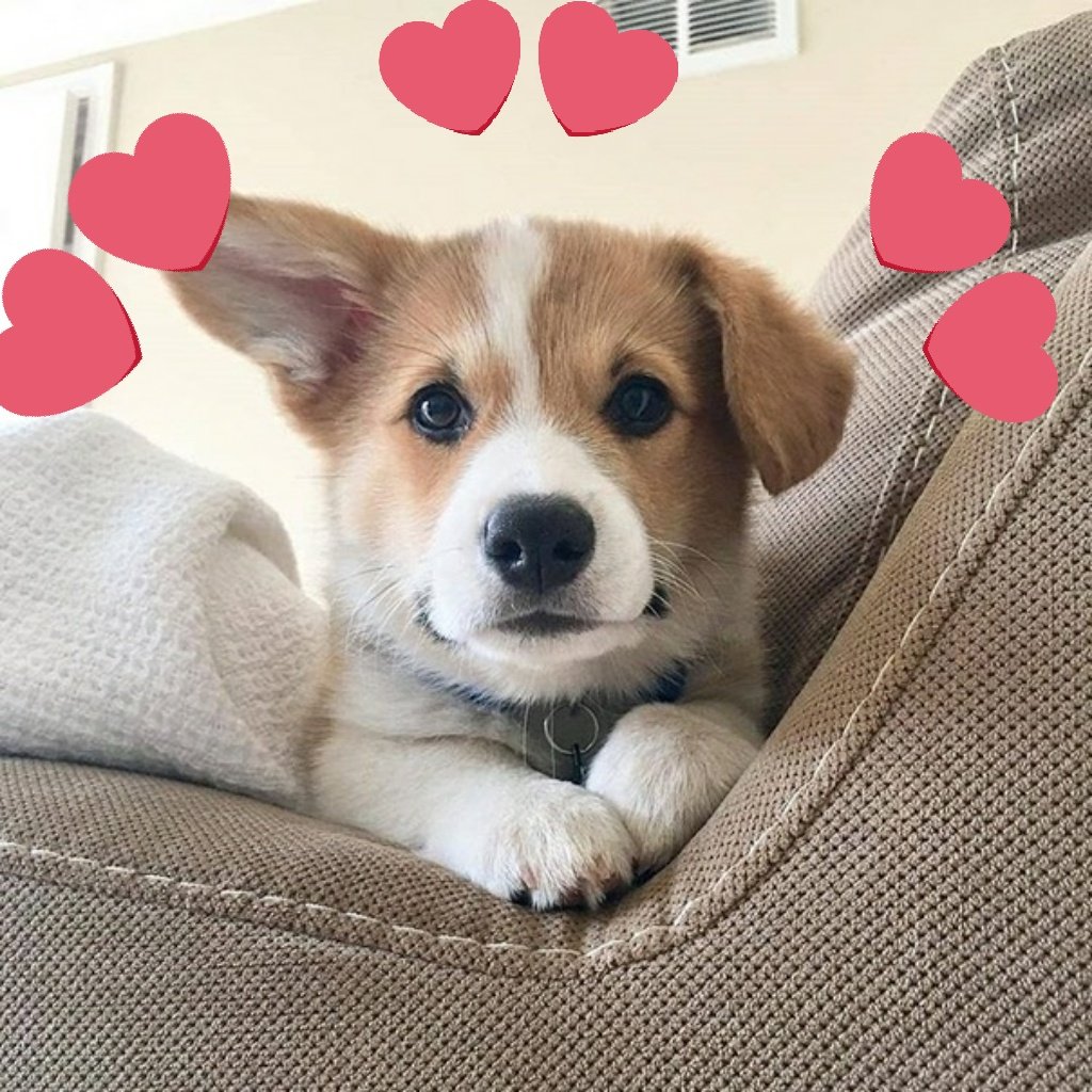 милые собачки корги. вельш корги пемброк. щенки вельш корги пемброк. милые собачки корги. щенок корги.