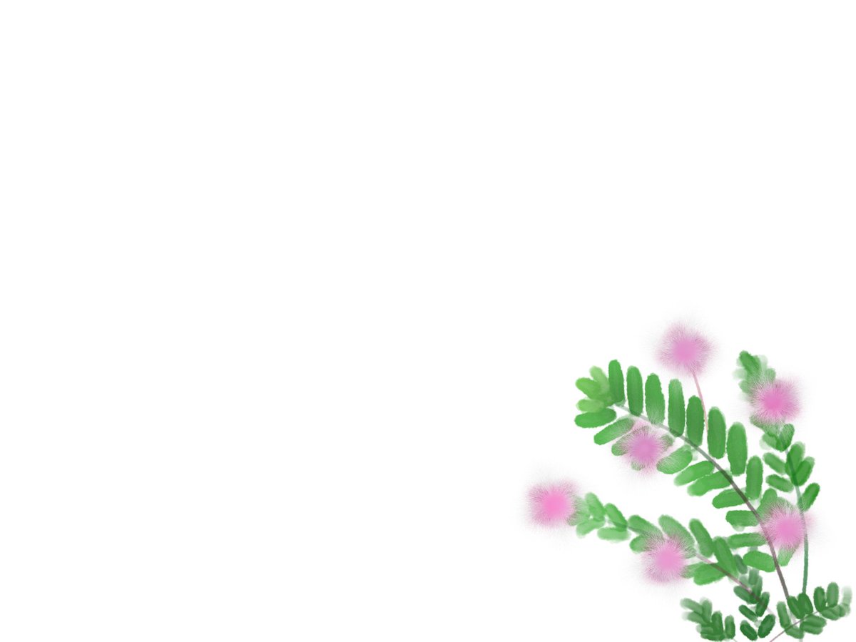 すべての美しい花の画像 新鮮な含羞草 花言葉 すべての美しい花の画像 新鮮な含羞草 花言葉