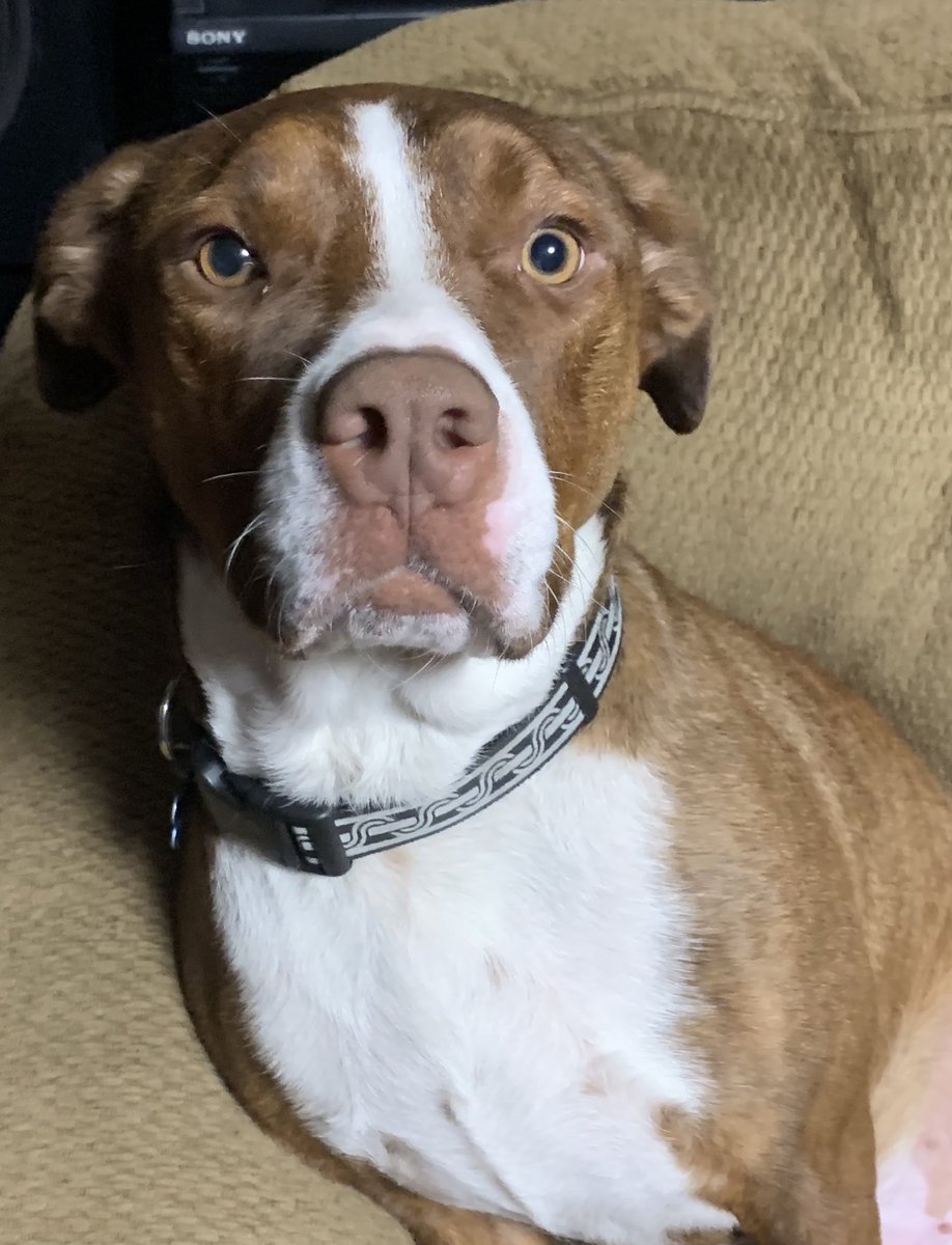 CustomAutoBody2's tweet image. Look at this face @shelley_aiello