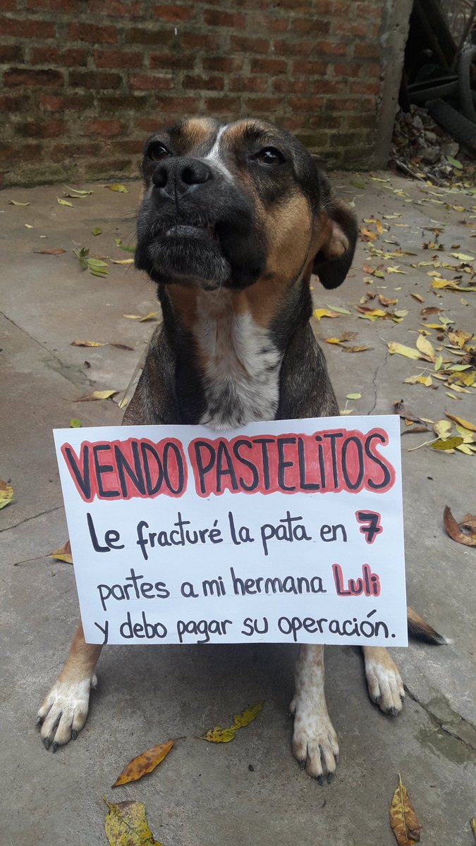 naduc01's tweet photo. ESTOY VENDIENDO PASTELITOS PARA PODER OPERAR A MI PERRA. A $100 DE BATATA Y MEMBRILLO. SOY DE RCIA, ACERCO SI NO ES LEJOS.
RT por favor. Son para hoy https://t.co/sExaPsB9q3