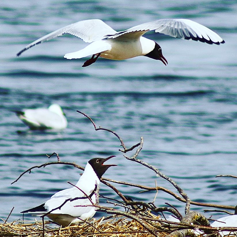 pascaltshibanda's tweet image. Walking meditation this #weekend, investing in my #wellbeing. Thankful to be living so close to #Nature and deeply appreciative of the impact it has on my life. #sustainability #leadership #walkingtheearth #earthpilgrim #walkingmeditation