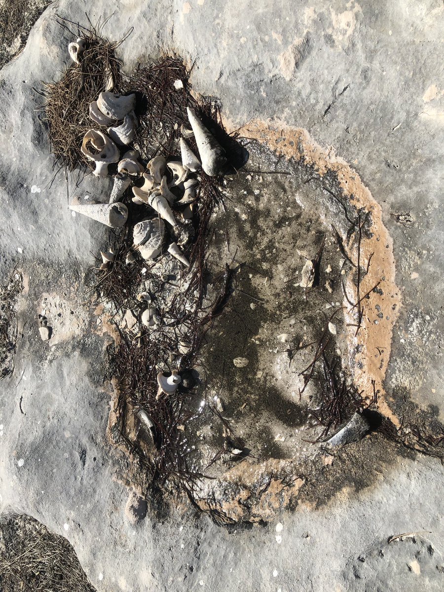 J_Stingemore's tweet photo. Turquoise Coast Aboriginal Cultural and Environment Experience Part 2 - learning about #Yued Culture, coastal middens and Aboriginal artefacts with KMAC Rangers. #TwoWayScience https://t.co/BD2NwGMPl6