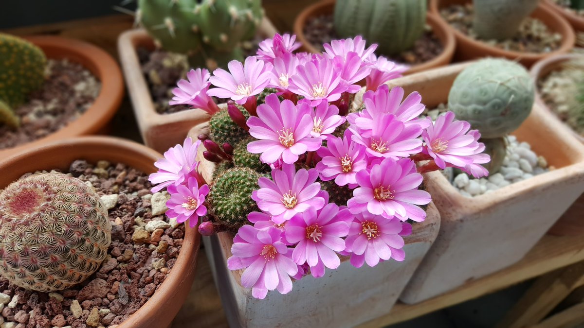 MihaelaRcacti's tweet photo. 🆔️Rebutia perplexa🌸🌸🌸🌸🌸
.#rebutiaperplexa #sulcorebutia #cactus #cactusclub  #cactusmagazine #cacticacti #cactusofinstagram #cactuscollection #cactuslover #cactusontheroof #cactuspassion #gardentheraphy #gardensucculents #cacti  #succulentobsessed #cactusobsession https://t.co/L77MhEdTYX