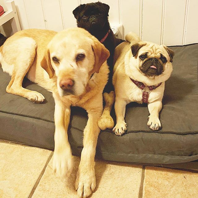 Stormsy24's tweet photo. ‘Happy weekend’ #sunny #bikinibody #dogs #blackpug #pug #fawnpug #labrador #labradorretriever #worldofcutepets #cute #photooftheday #instagood #dogofig #happy #dog #dogsofinstagram #dogoftheday #beautiful #instapug #instadaily #instagramers #igers  #swag #crush #lovedogs #lo… https://t.co/xH2fkk7oR5