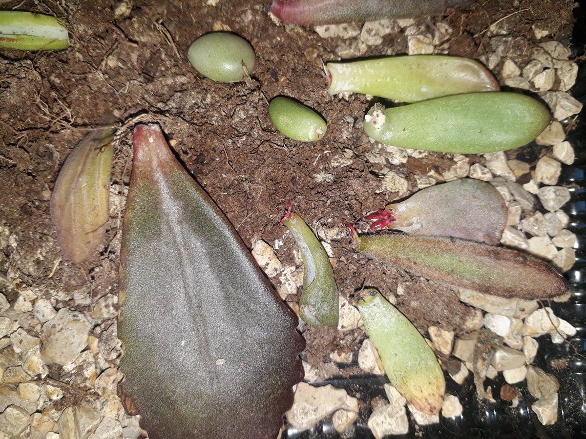 UPDATE TIME! Here's a picture of babie my leaves rooting. Some of them have been in there for 3 weeks and some of them for only 2.#succulents #succulentsoftwitter #succulentjunkie #crazyplantlady #plantmom #propagationnation  #propagationstation #propagationsatisfaction #sedum