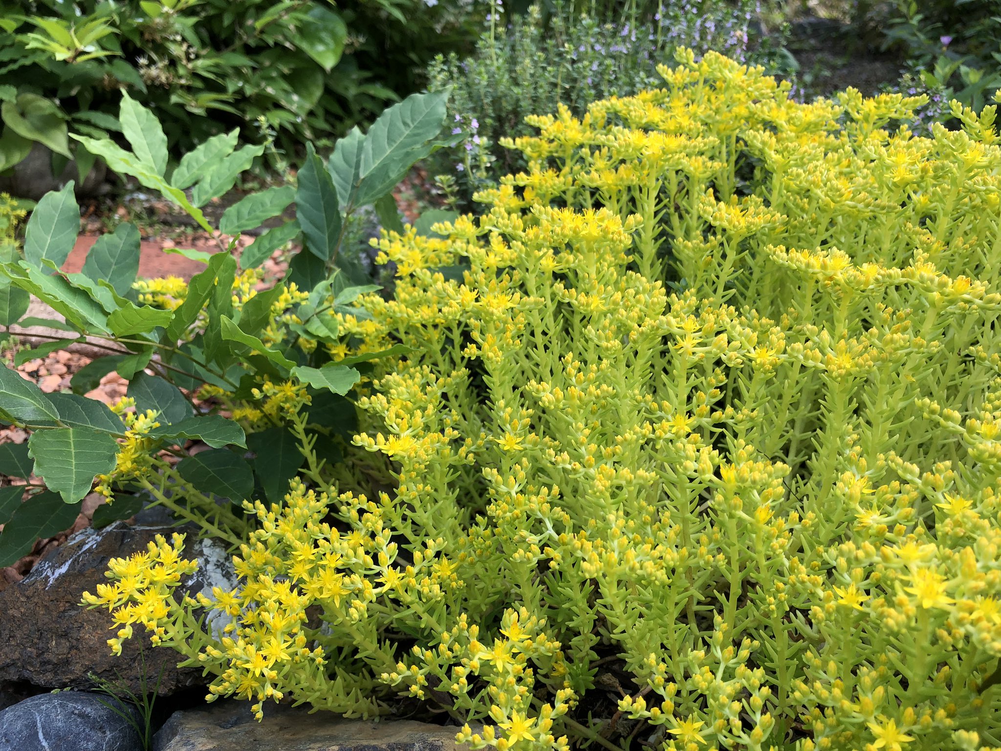 ドニ 数年前に買ったセダムの小さな鉢を地植えしたら えらいことになった 花壇じゃなくても砂地でも肥料なくてもじゃんじゃん育つ 隙間埋めるのと雑草よけにはちょうどいい そして 春なので多肉植物も花が咲く 満開 T Co Qbwnx9wycd Twitter ドニ 数年前に買ったセダムの小さな鉢を地植えしたら えらいことになった 花壇じゃなくても砂地でも肥料なくてもじゃんじゃん育つ 隙間埋めるのと雑草よけにはちょうどいい そして 春なので多肉植物も花が咲く 満開 T Co Qbwnx9wycd Twitter