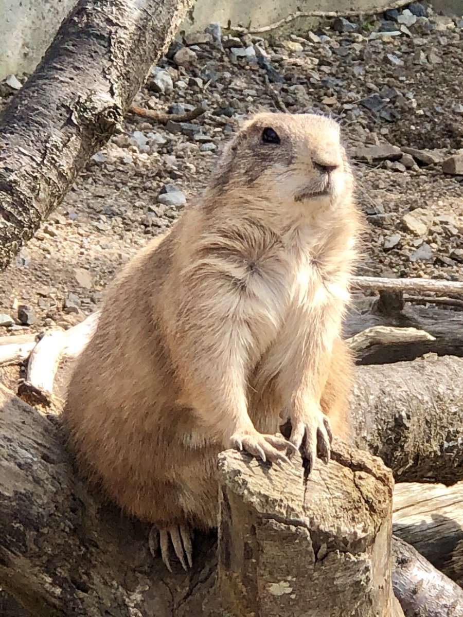 山口観光 秋吉台サファリランド 