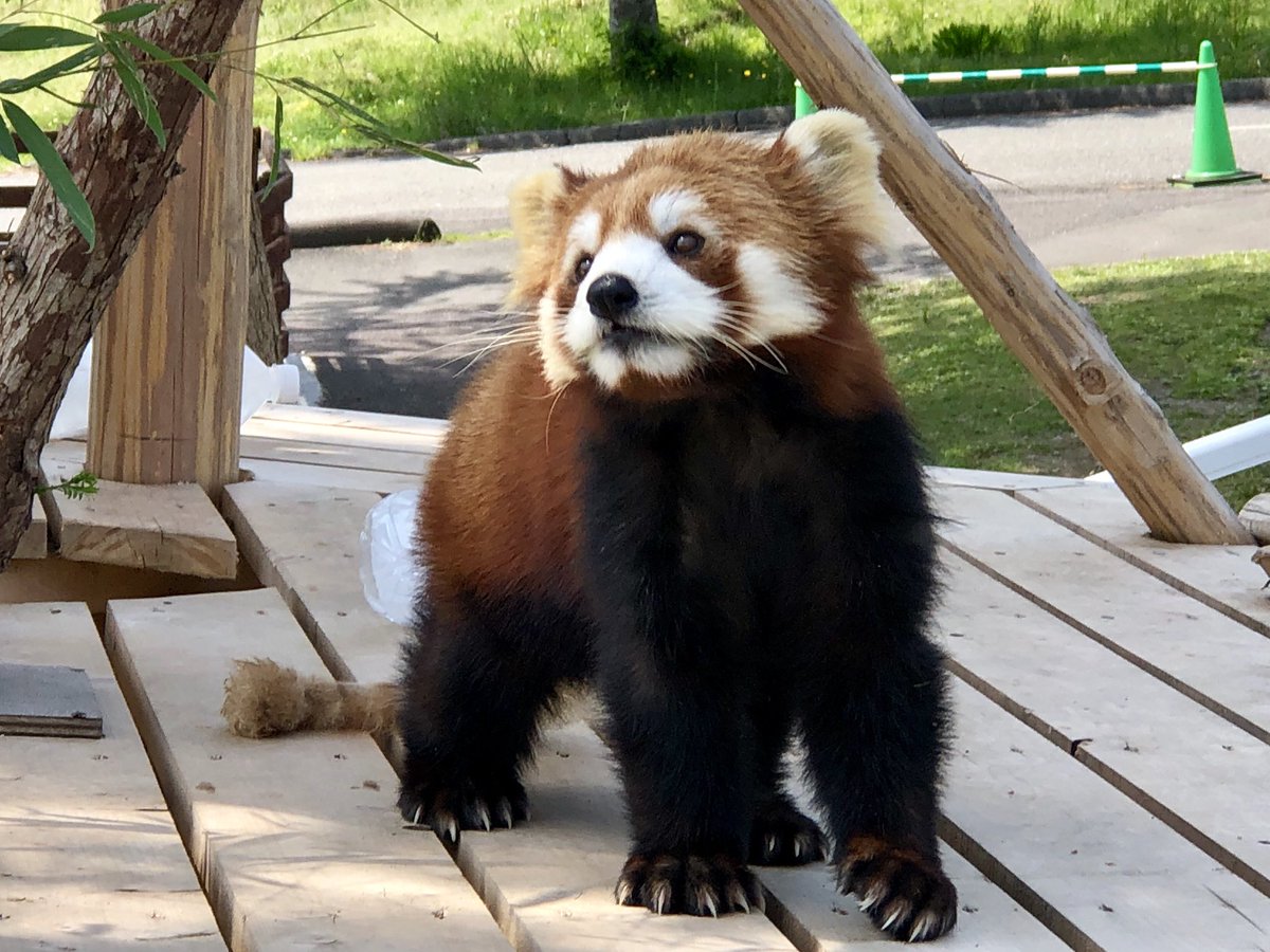 山口観光 秋吉台サファリランド 