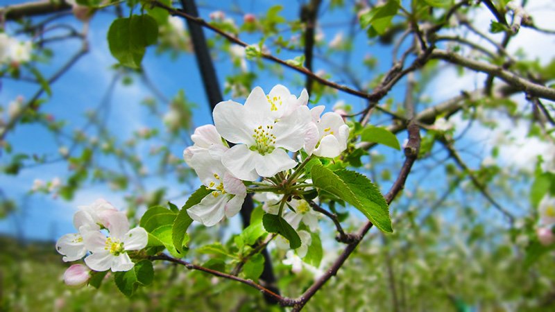 りんごくん りんごくんがね、、の通販 by Michi's shop｜ラクマ