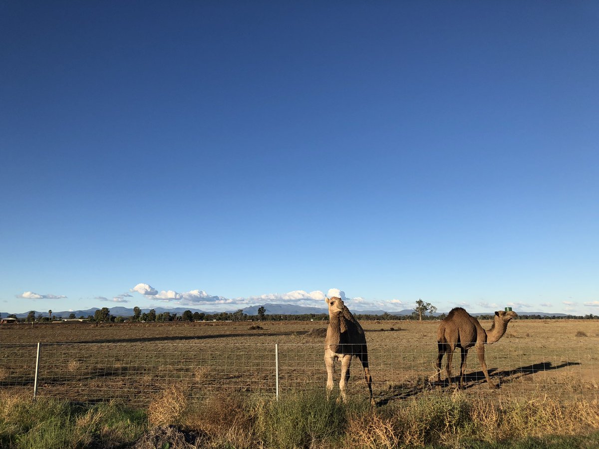 Took the dog for a run this arvo and came across the strangest cattle he’d ever seen in his life 🐪
