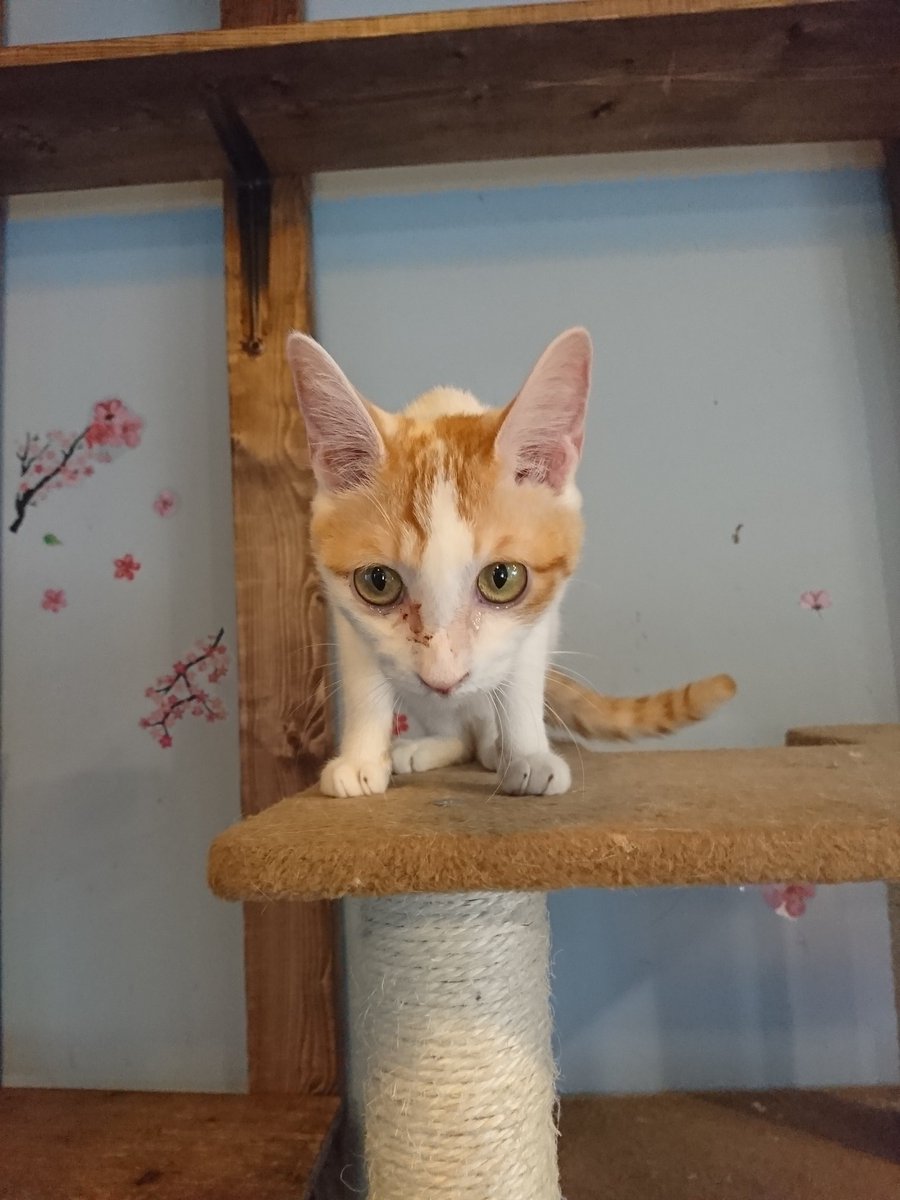 猫スペースファズ