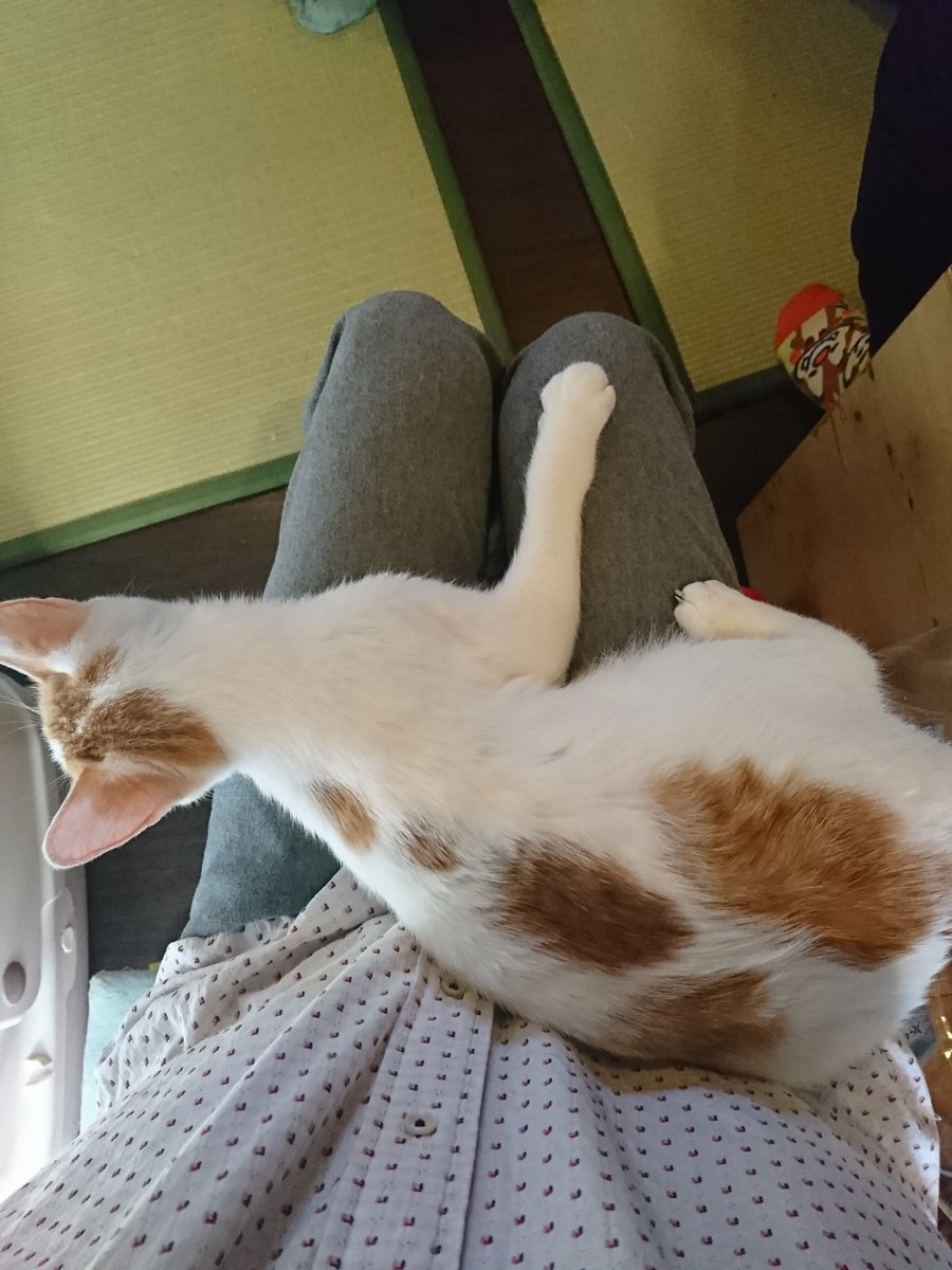 猫スペースファズ