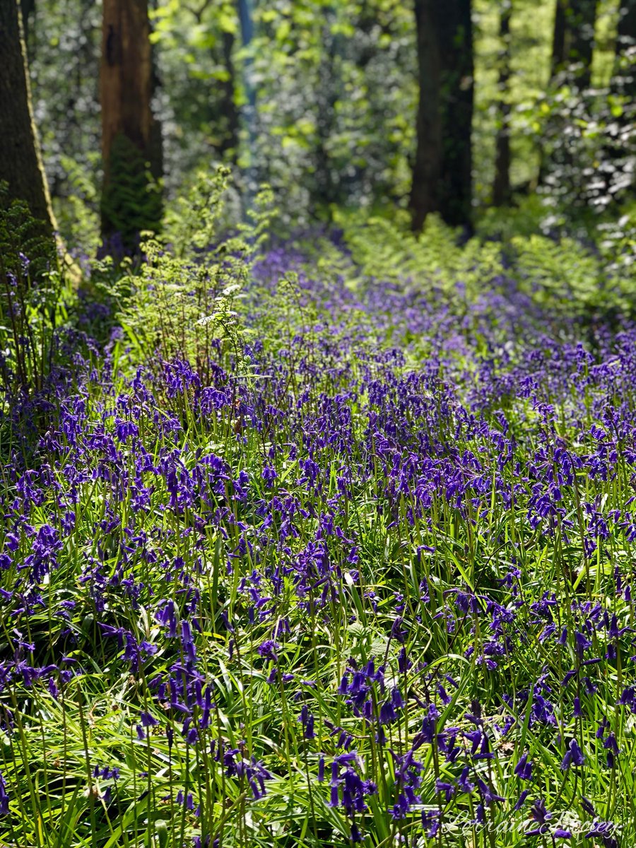 SaveOurSparrows's tweet photo. If you go down to the Woods today, please keep to the Paths &amp; let’s not trample our Bluebells away. 

#Bluebells 3:5:19 #BluebellWoods #Nature #escapism #donotpick 

Thankyou https://t.co/N7BsXyRewT