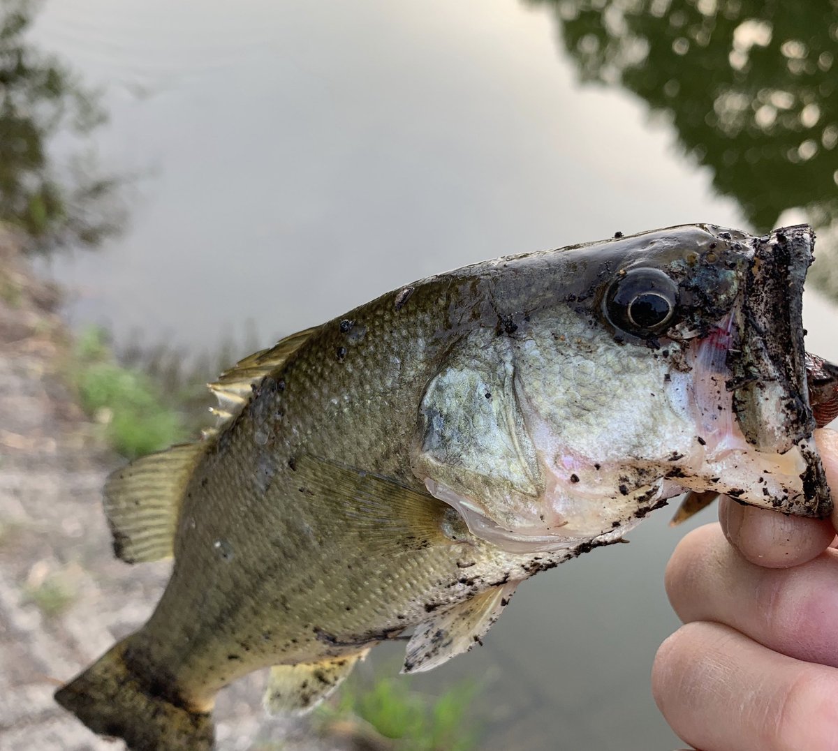 レイドジャパンダッジ Twitter પર હ શટ ગ