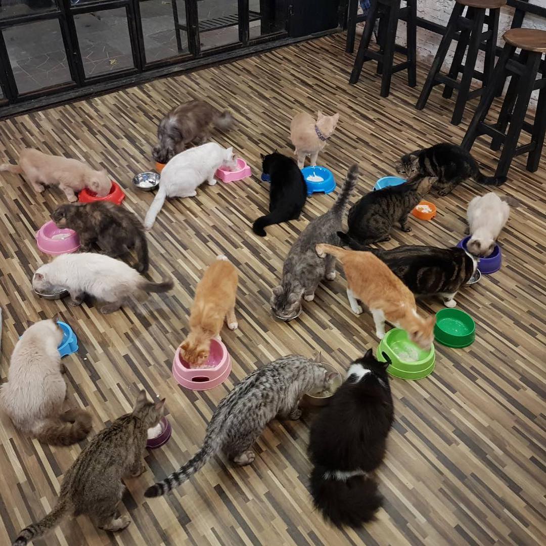 kittycatcafe's tweet photo. วันนี้ร้านเปิดนะจ๊ะ Open 11.00-21.00
แต่ถนนหน้าร้านปิดนะคะ 
หากจะเดินทางมา แนะนำให้เดินทางโดยรถสาธารณะจ้า 🐱😊
ดูแผนที่ ⬇️
Google maps:
https://t.co/PlO3svF6vK

#KittyCatCafe #CatCafe #catlovers #cutecat #Bangkok #Thailand https://t.co/uvCaX7DAMb