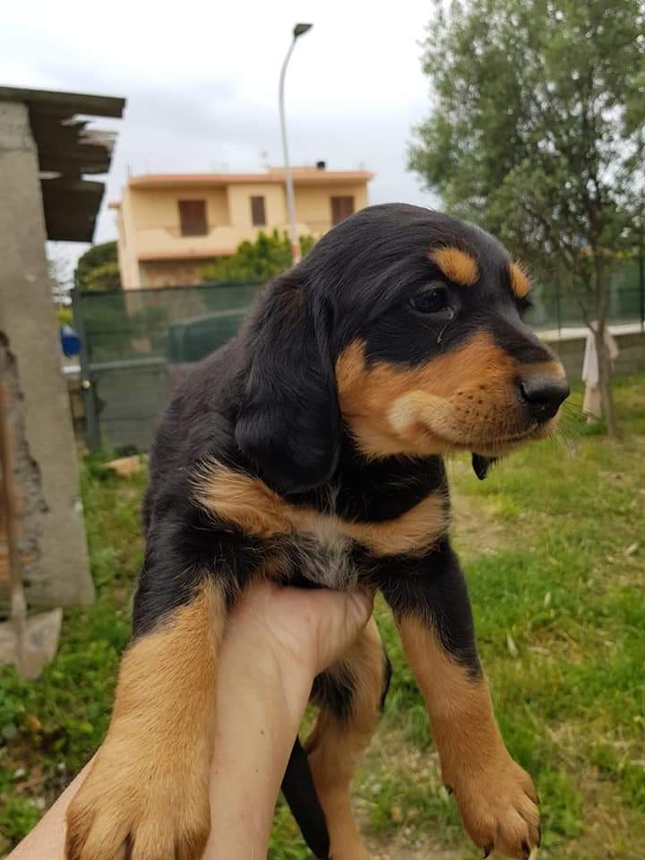 massimo4951's tweet photo. 1 MESE E MEZZO MIX ROTTWEILER SEGUGIO FEMMINUCCIA CERCA CASA...INFO 3425686182 https://t.co/ermG01Zkj4