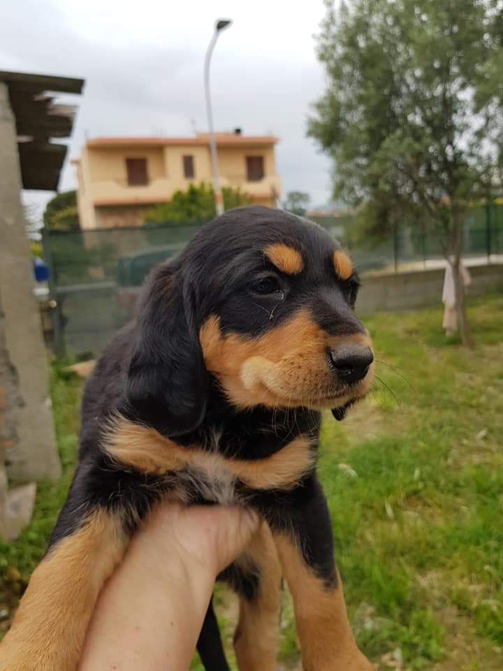 massimo4951's tweet photo. 1 MESE E MEZZO MIX ROTTWEILER SEGUGIO FEMMINUCCIA CERCA CASA...INFO 3425686182 https://t.co/ermG01Zkj4