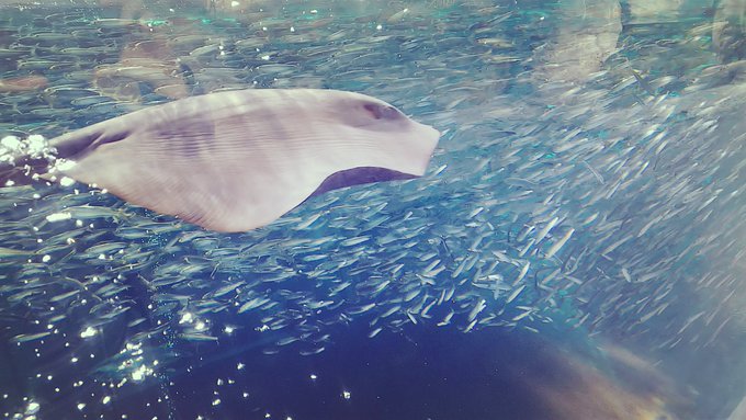 魚群のtwitterイラスト検索結果 古い順