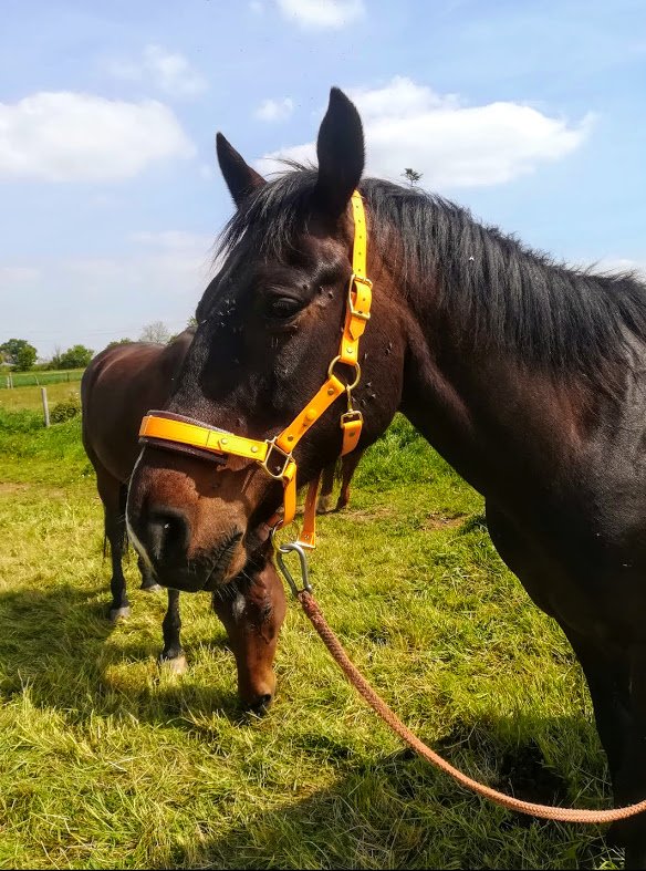 equi_creation's tweet photo. Le beau Salomon nous présente son licol orange et marron

https://t.co/LmqCb6HWDj

#creationsurmesure #equicreation #chevaux #cheval #horse #equitation #equestrianstyle #biothane #equestre #faitmain #handmade #sidepull #bridon #madeinfrance #artisan #createur #licol https://t.co/nrt9SDb5lq