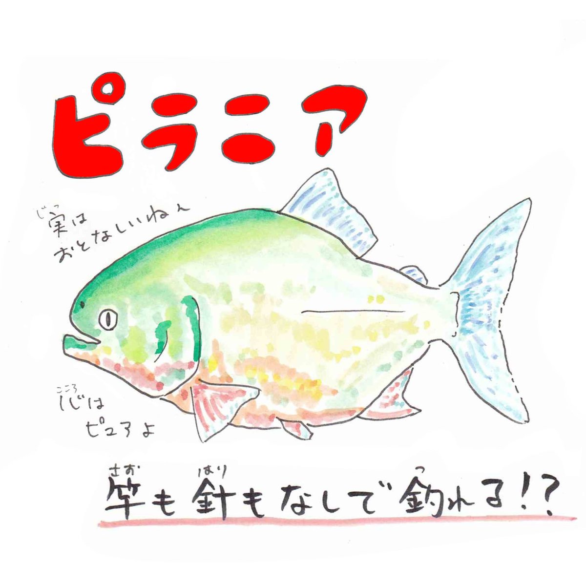 さかなのおにいさん かわちゃん ピラニアはアマゾンに住む肉食魚の 総称 さかな四コマ うおにい ピラニア アクアリウム さかなのおにいさん かわちゃん ピラニアはアマゾンに住む肉食魚の 総称 さかな四コマ うおにい ピラニア アクアリウム