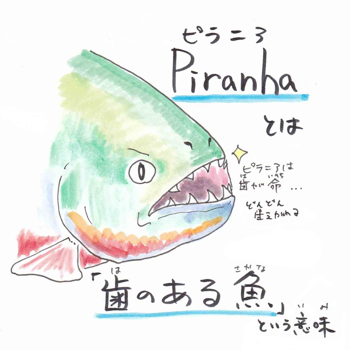 さかなのおにいさん かわちゃん ピラニアはアマゾンに住む肉食魚の 総称 さかな四コマ うおにい ピラニア アクアリウム さかなのおにいさん かわちゃん ピラニアはアマゾンに住む肉食魚の 総称 さかな四コマ うおにい ピラニア アクアリウム