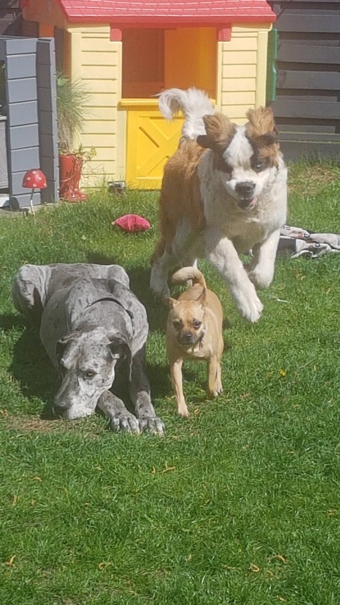 pawsomebakes's tweet photo. Fun on a bank holiday 😍 no dogs where hurt during the taking of this picture 😂 
#GreatDane #StBernard #Lovemydogs #jug #SundayMorning #Fun #Happy https://t.co/Y5yV43o2zb