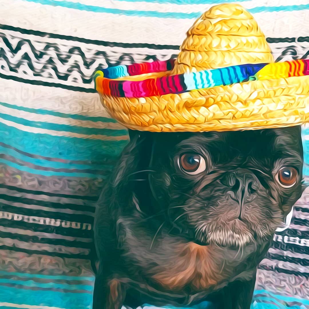 Happy #CincoDeMayo ! 🎉 Me is looking forward to cinco snackies per hour! Or is that not how this works? 🎉 Stay tuned to see behind the scenes footage of what me has to go through during a photo shoot! 

#pug #pugs #dogsoftwitter #dog #dogs #CincoDeMayhem2019 #CincoDeMayoWeekend