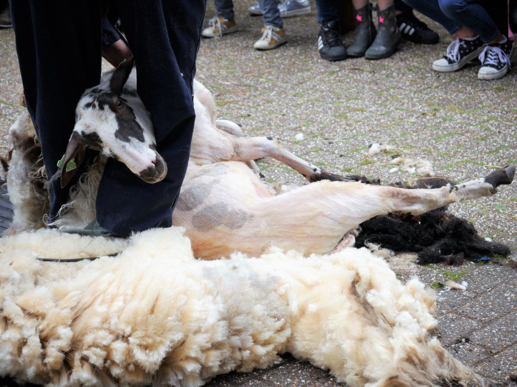 Schapen bij Wolfslaar weer geschoren tijdens 'Schapenscheerdag' -  bredavandaag.nl/lees/286243/ti…