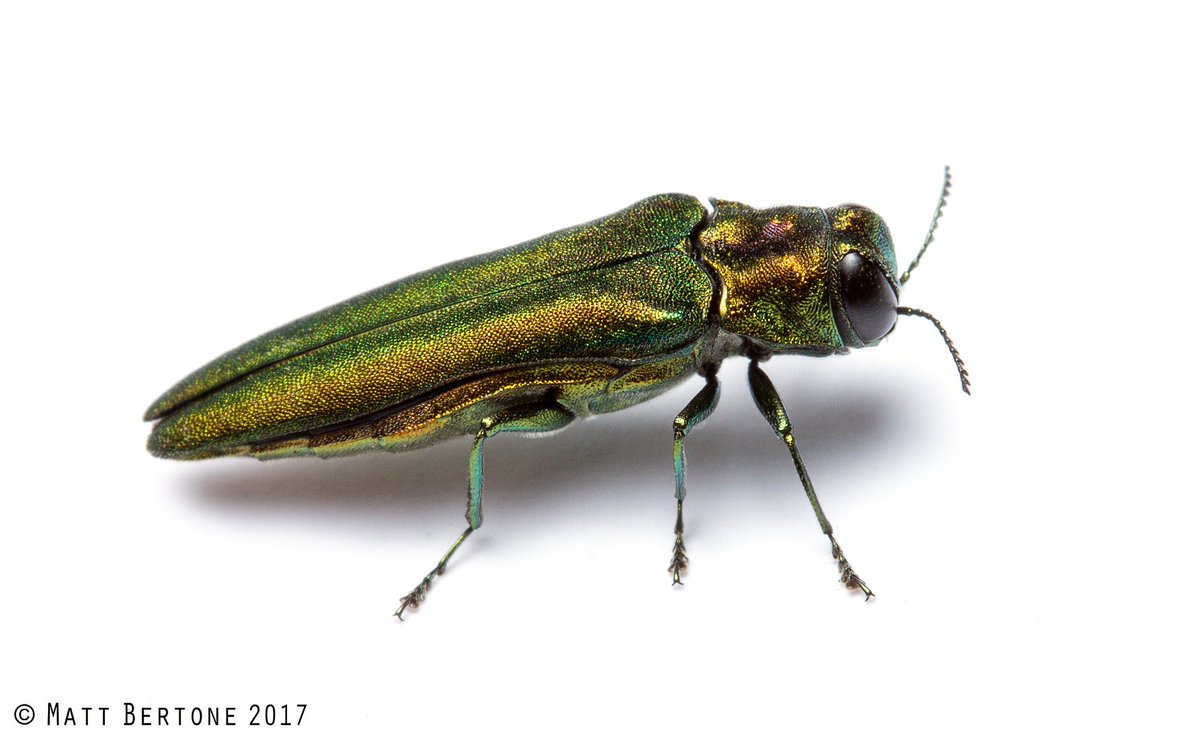 Dr. David Coyle (@drdavecoyle) on Twitter photo Coming to a Fraxinus near you! New <a href="/USDA_APHIS/">USDA Animal and Plant Health Inspection Service</a> map for the #invasivespecies emerald ash borer. Somehow, this #foresthealth pest hasn't been found in MS yet (must be the clean livin' over there). It's pretty much all over the rest of eastern North America, though. Coming to a Fraxinus near you! New <a href="/USDA_APHIS/">USDA Animal and Plant Health Inspection Service</a> map for the #invasivespecies emerald ash borer. Somehow, this #foresthealth pest hasn't been found in MS yet (must be the clean livin' over there). It's pretty much all over the rest of eastern North America, though.