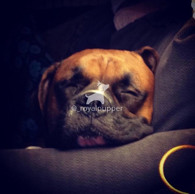 _royalpupper's tweet photo. Tag us in your pictures to be featured! Follow us for more content! @_royalpupper ⠀
#aww #pets #dogs #cats #animals #cute https://t.co/8o955hVRxY https://t.co/QOATGGtTbC