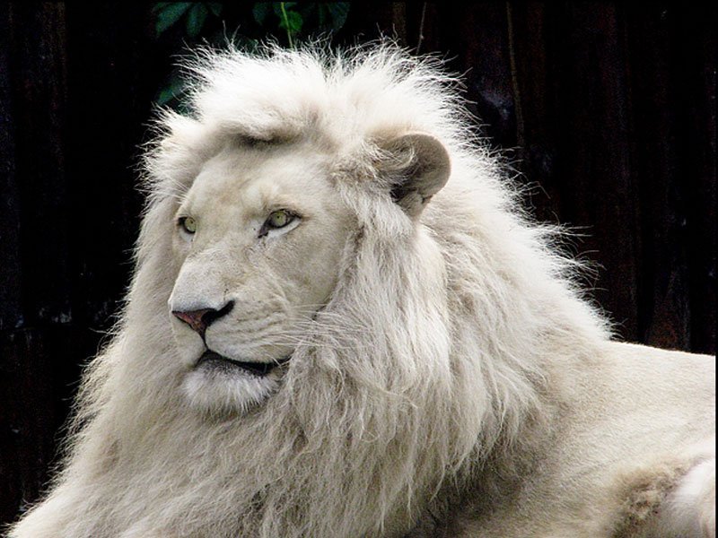 珍獣大全 Na Twitteru ホワイトライオン ライオンの白変種 生息数は約300頭程度で非常に希少な種 アフリカでは 神の使い と呼ばれるほど 神秘的な外見につい見とれてしまいます 珍獣大全 Na Twitteru ホワイトライオン ライオンの白変種 生息数は約300頭程度で非常に希少な種 アフリカでは 神の使い と呼ばれるほど 神秘的な外見につい見とれてしまいます