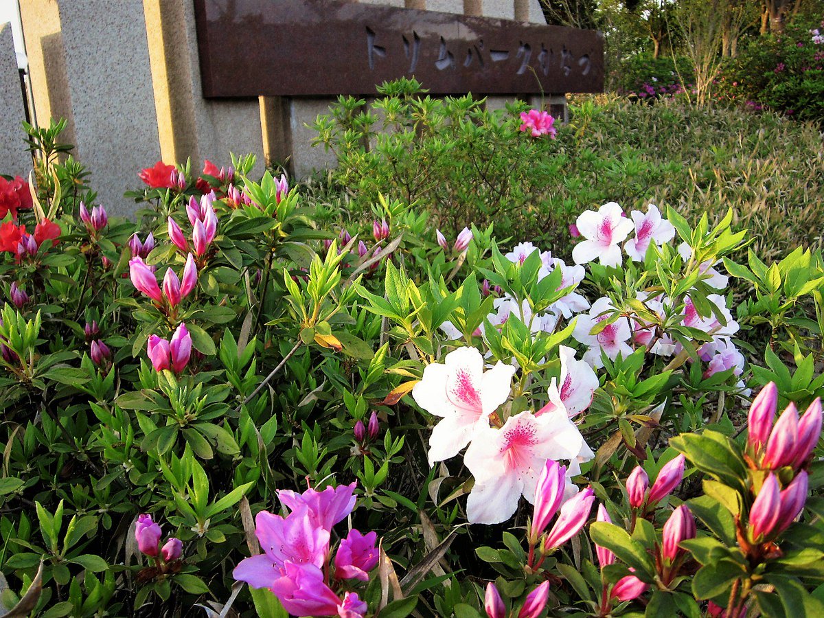 shigeru_tamaya's tweet image. 今日の現場（その２）
＃トリムパークかなづ　
第2回北陸アイドルパークinあわら　#hip2