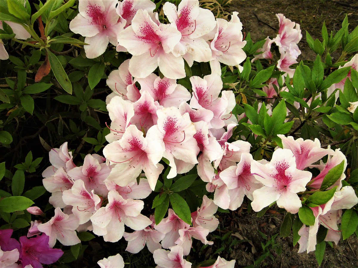 shigeru_tamaya's tweet image. 今日の現場（その２）
＃トリムパークかなづ　
第2回北陸アイドルパークinあわら　#hip2