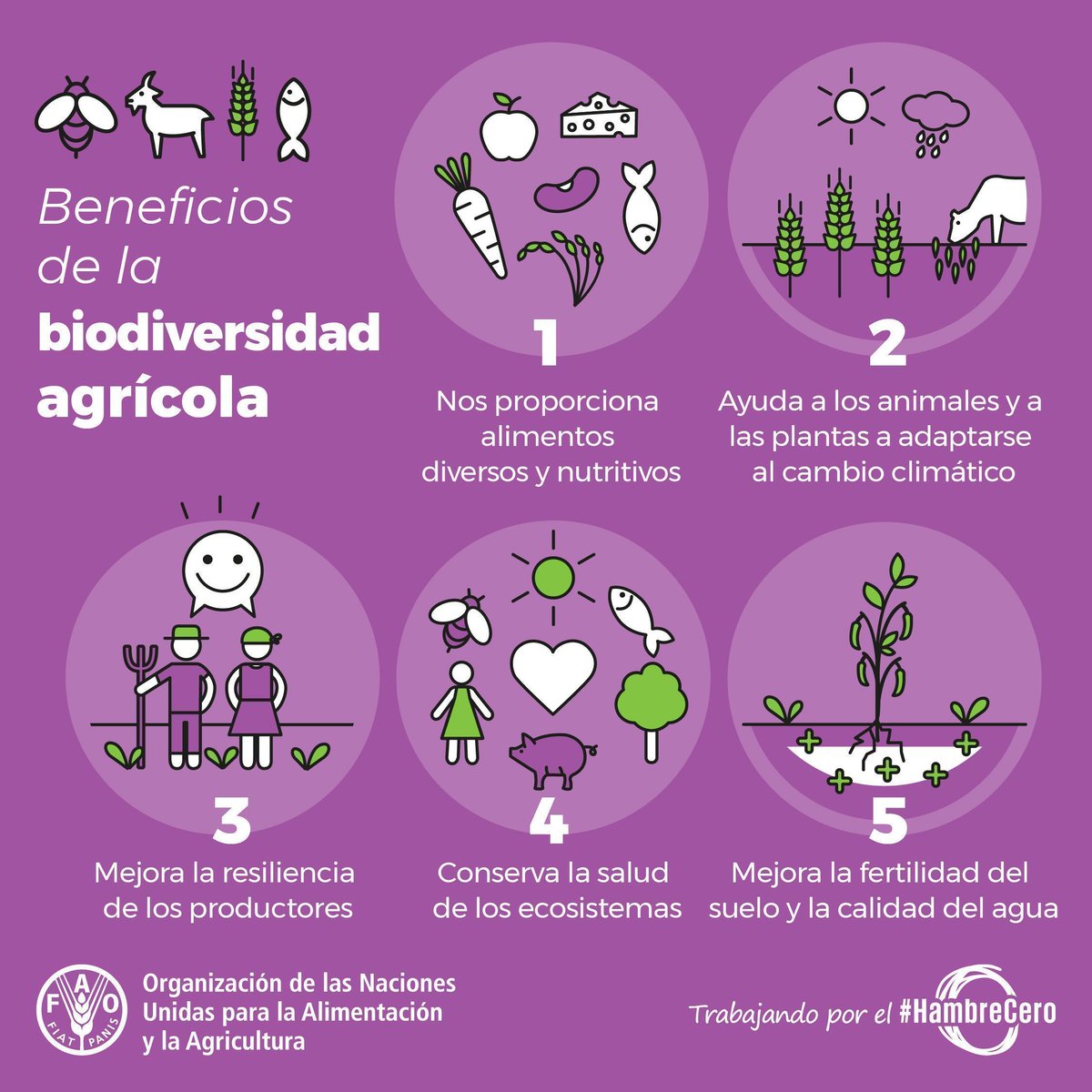 La #biodiversidad es esencial para la salud de los ecosistemas, la producción sostenible de alimentos y la resiliencia de los medios de vida... pero la estamos perdiendo a un ritmo alarmante.

🌽🦋🥔🐛🌱🐐🌺🐟

¡Es nuestro deber preservar la biodiversidad!

#HambreCero