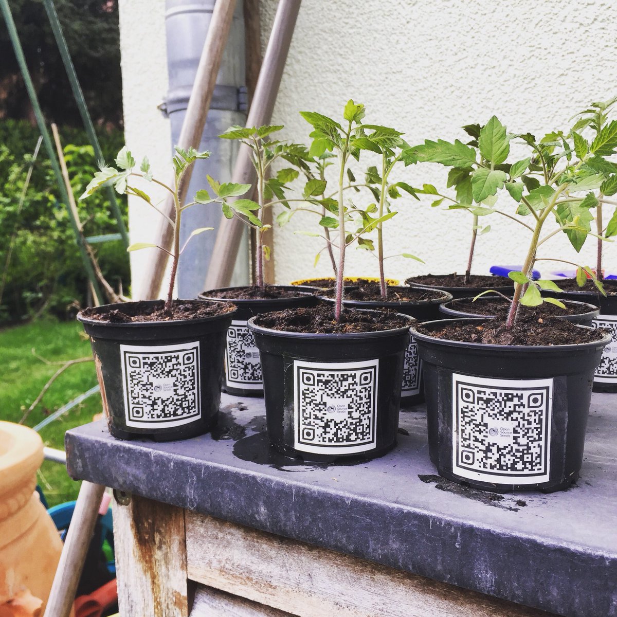 Peki75's tweet image. Der QR-Code lies sich vorher besser scannen… aber jetzt ist zumindest der #OpenSourceSeeds Lizenztext der #Sunviva Cocktailtomate verlinkt. Das mit dem „selberkompilieren“ ist eindeutig Nerdstuff ¯\_(ツ)_/¯